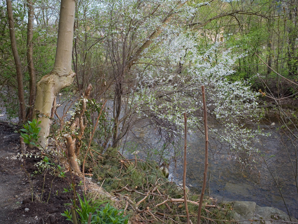 621 :: Spring